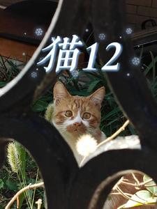 猫咪